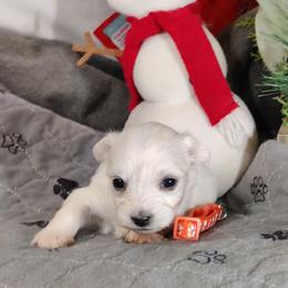 Penelope (orange collar)-OFA and CHIC parents - White female Coton de Tulear puppy in Westfield, North Carolina from Legacy Pets