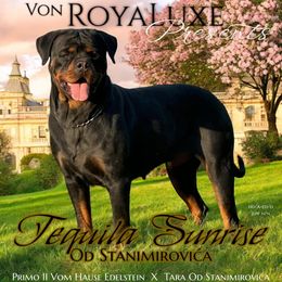 Tequila - Rottweiler