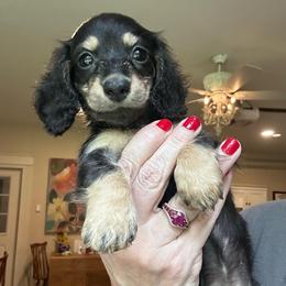 Ysabel - Black and cream female Dachshund puppy in Hensley, Arkansas from The Dachshund Barn