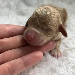 Girl 1 - Apricot female Poodle puppy in Somerset, Ohio from Odyssey Pups