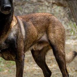 Dagger - Belgian Malinois