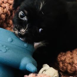 Peanut - Black and white male Companion Cross puppy in Garvin, Oklahoma from Hochatown Awesome Aussies