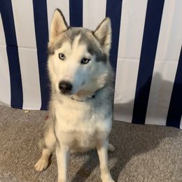 Scarlet - Siberian Husky