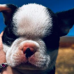 Gingers boy-1 small - Black brindle and white male Boston Terrier puppy in Yakima, Washington from Barnett’s AKC Boston Terriers