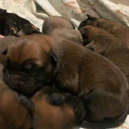 Belgian Malinois, Bull Terrier, and Dutch Shepherd Puppies from ROSC K9