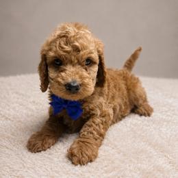 George Jones - Red  male Goldendoodle puppy in Hot Springs, Arkansas from Hot Springs Kennels