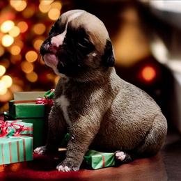 Girl 1 - Brindle female Bulldog puppy in Washington from Sun City Campeiro Bulldogs