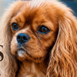 Cavalier King Charles Spaniel puppies from Crown Jewel Cavaliers