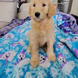 Blitzen - Apricot Goldendoodle puppy in Lebanon, Oregon from Goldenvalley Doodles