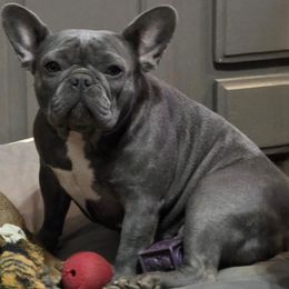 French Bulldog and Shih Tzu All Grown Up from Lynne's Frenchie Tzu