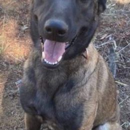 Belgian Malinois from Stellar Malinois