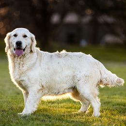 Golden Retriever puppies from Coconut Cream Goldens