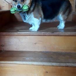 Pembroke Welsh Corgis from Welsh Dragon Pembroke Welsh Corgis