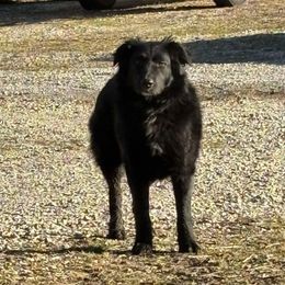 Duke - Australian Shepherd