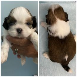 Shih Tzu Puppies from Shihtzu Lovins