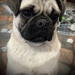 Pugs from Hickory Ridge Kennel