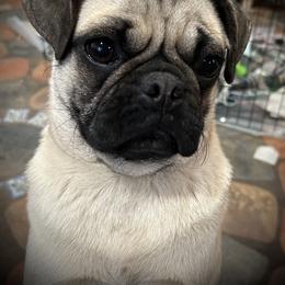 Pugs from Hickory Ridge Kennel