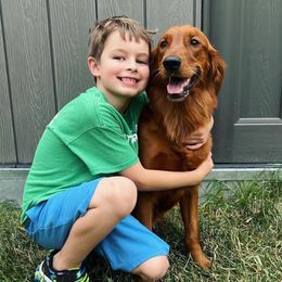 Cavalier King Charles Spaniel and Golden Retriever All Grown Up from Emerald Grove Puppies
