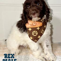 Rex - Chocolate Parti - Chocolate male Australian Labradoodle puppy in Beecher, Illinois from Erica’s Doodles
