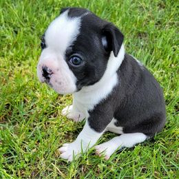 Boston Terrier Puppies from K & B Bostons