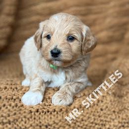 Mr. Skittles - Apricot male Goldendoodle puppy in Sacramento, California from Dandy Doodles Goldendoodles