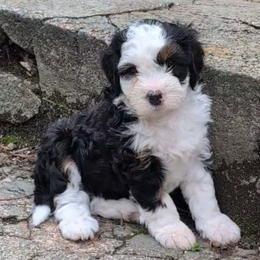 Iris - Tri-color female Bernedoodle puppy in Reinholds, Pennsylvania from Mountain Top Bernedoodles