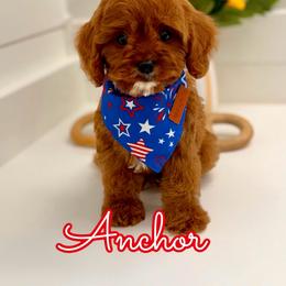 Anchor - Red male Cavapoo puppy in Buford, Georgia from Petite Posh Puppies