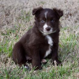 Abilene - Red & white female Miniature Australian Shepherd puppy in Evant, Texas from Lazy VT Bar Ranch
