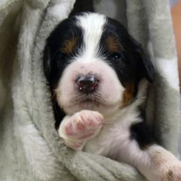 Black Collar Boy - Tri-color male Bernedoodle puppy in Ogden, Utah from Salty Point Doodles