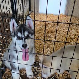 Bandit. Available - Black and white male Siberian Husky puppy in Carnesville, Georgia from Southern Magnolia Siberians