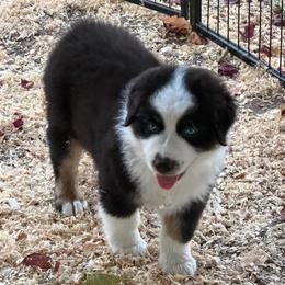 Memphis - Black tri-color male Australian Shepherd puppy in Olivehurst, California from Double M Aussies