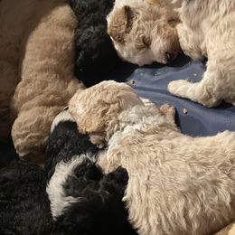 Bernedoodle Puppies from Northern NY Bernedoodles