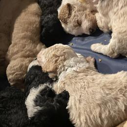 Bernedoodle Puppies from Northern NY Bernedoodles