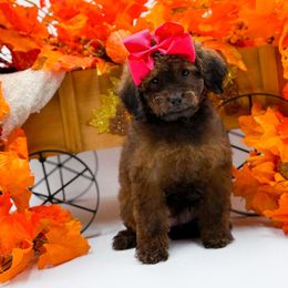 Maggie - Sable female Cavapoo puppy in North Carolina from NC Doodle Puppies