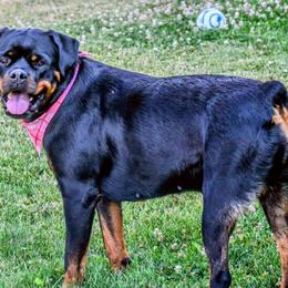 Rottweilers from One Time Breeding