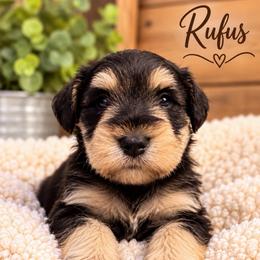 Rufus - Salt and pepper male Miniature Schnauzer puppy in Hull, Georgia from Ardent Miniature Schnauzers of Athens