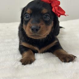 Nova- Black tan girl Long hair - Black and tan female Dachshund puppy in Lakeland, Florida from Elite Doxies Florida