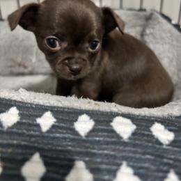 AKC Noelle - Chocolate female Chihuahua puppy in Smithville, Ohio from Efaw’s Chihuahuas