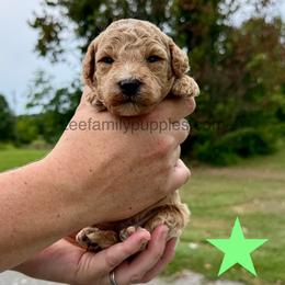 Miniature-4th pick - Red  male Goldendoodle puppy in Tennessee from Lee Family Puppies