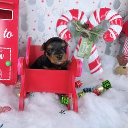 Teacup Angel - Black and tan female Yorkshire Terrier puppy in Lithonia, Georgia from Toy Yorkies Atlanta