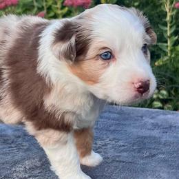 Peppermint Patty - Red merle female Australian Shepherd puppy in Lebanon, Oregon from Mount Hope Aussies