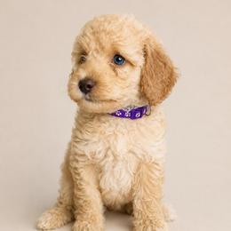 Purple - Cream female Goldendoodle puppy in San Diego, California from Serrano Pups