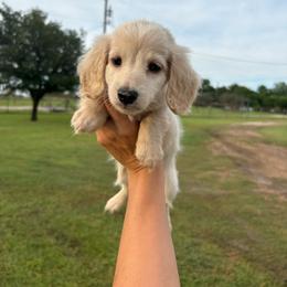 COMING SOON - Dachshund