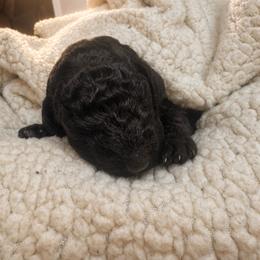 Male 2 - Black male Poodle puppy in Bremen, Georgia from Kelley’s Poodle Patch