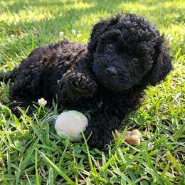 Diego - Black male Shihpoo puppy in Macon, Georgia from Shipoo Lane