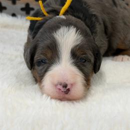 Miss Fanta - Blue merle female Bernedoodle puppy in Hegins, Pennsylvania from Bubbling Springs Doodles, LLC
