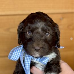 Buckwheat - Chocolate male Australian Labradoodle puppy in Dawson, Georgia from Still Pond Australian Labradoodles
