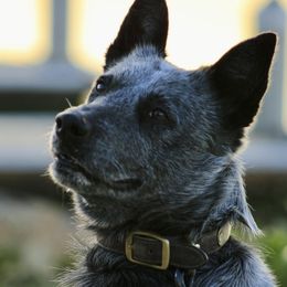 Roo - Australian Cattle Dog