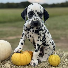 Male picking spot 5 - White and black male Dalmatian puppy in Hawkins, Texas from Snow Dalmatians