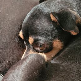 CHeR - Chihuahua